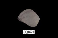 藏品(紫口珊瑚螺)的圖片